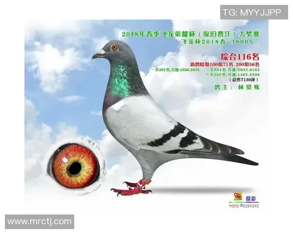 龙杯:古老传承与现代荣耀